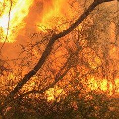 Bushfire Practitioners