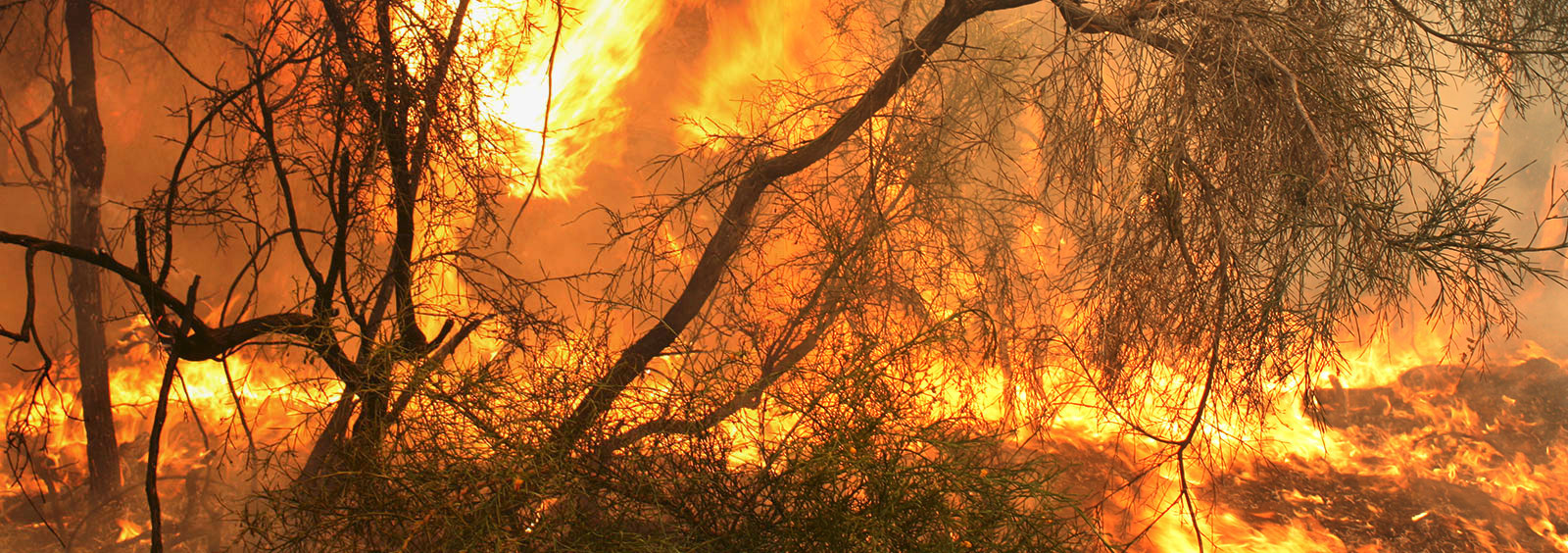 Bushfire Practitioners