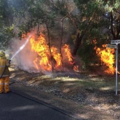 Bushfire albany